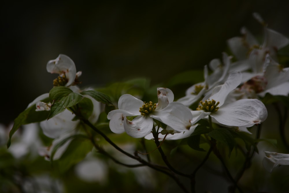 white flowers in tilt shift lens