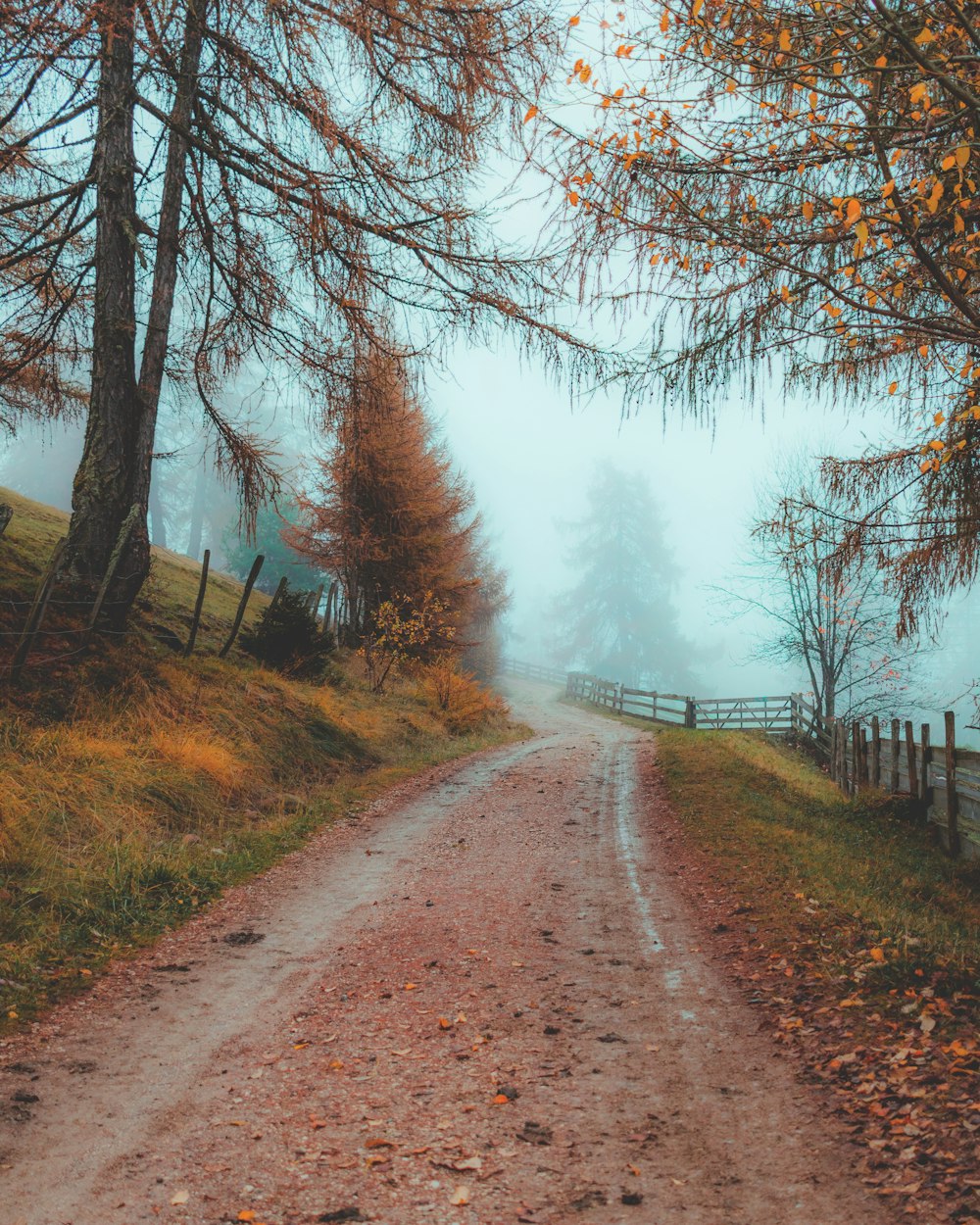 brauner Feldweg zwischen Bäumen tagsüber