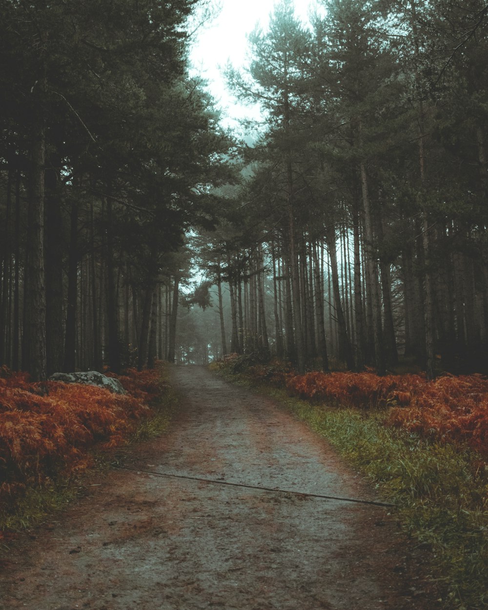 gray pathway between green trees during daytime