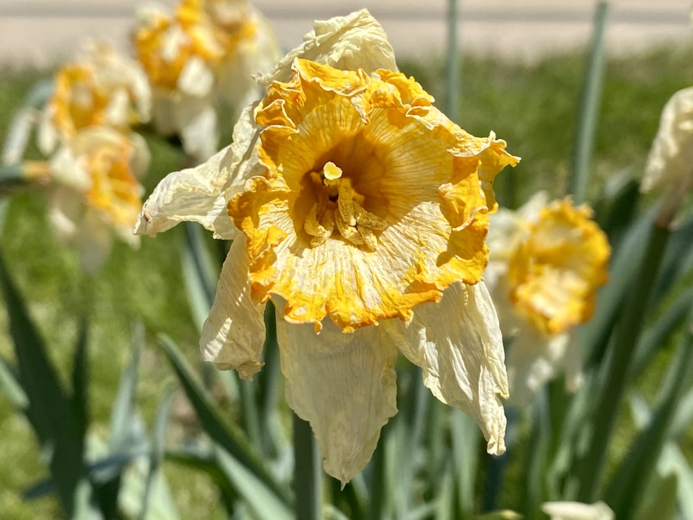 Fleur jaune dans lentille à décalage inclinable