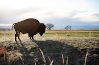 A curious bison standing tall on a grassy plain under a wide Wyoming sky.