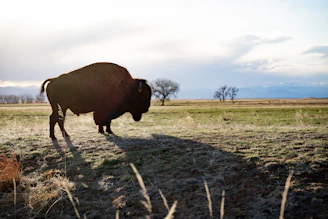 A curious bison standing tall on a grassy plain under a wide Wyoming sky.