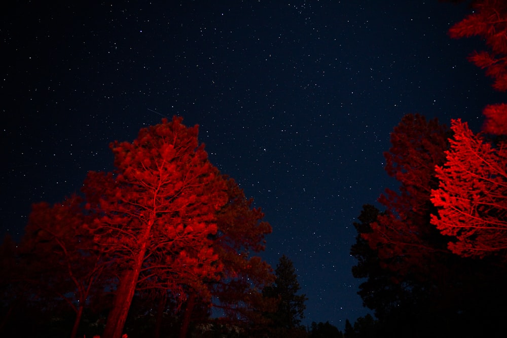 red leaf tree during night time