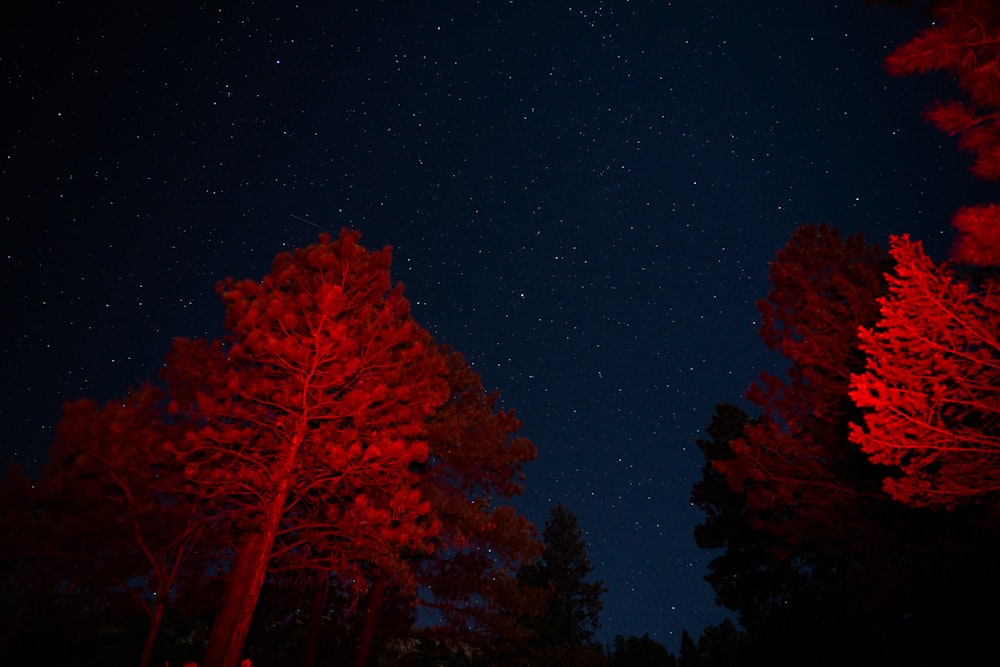 albero a foglia rossa durante la notte