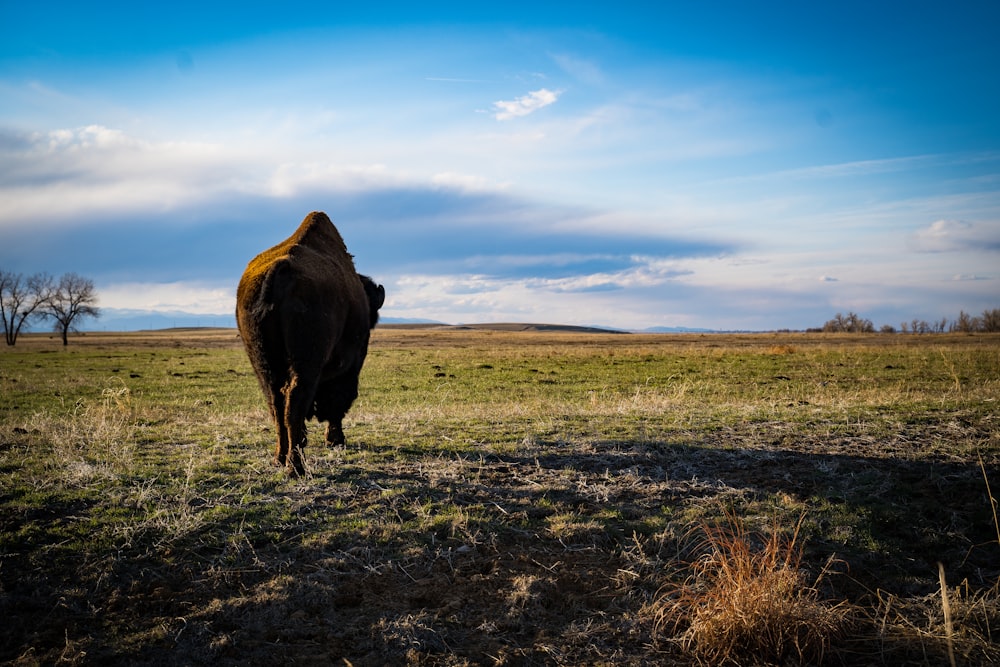 brown cow on green grass field under blue sky during daytime