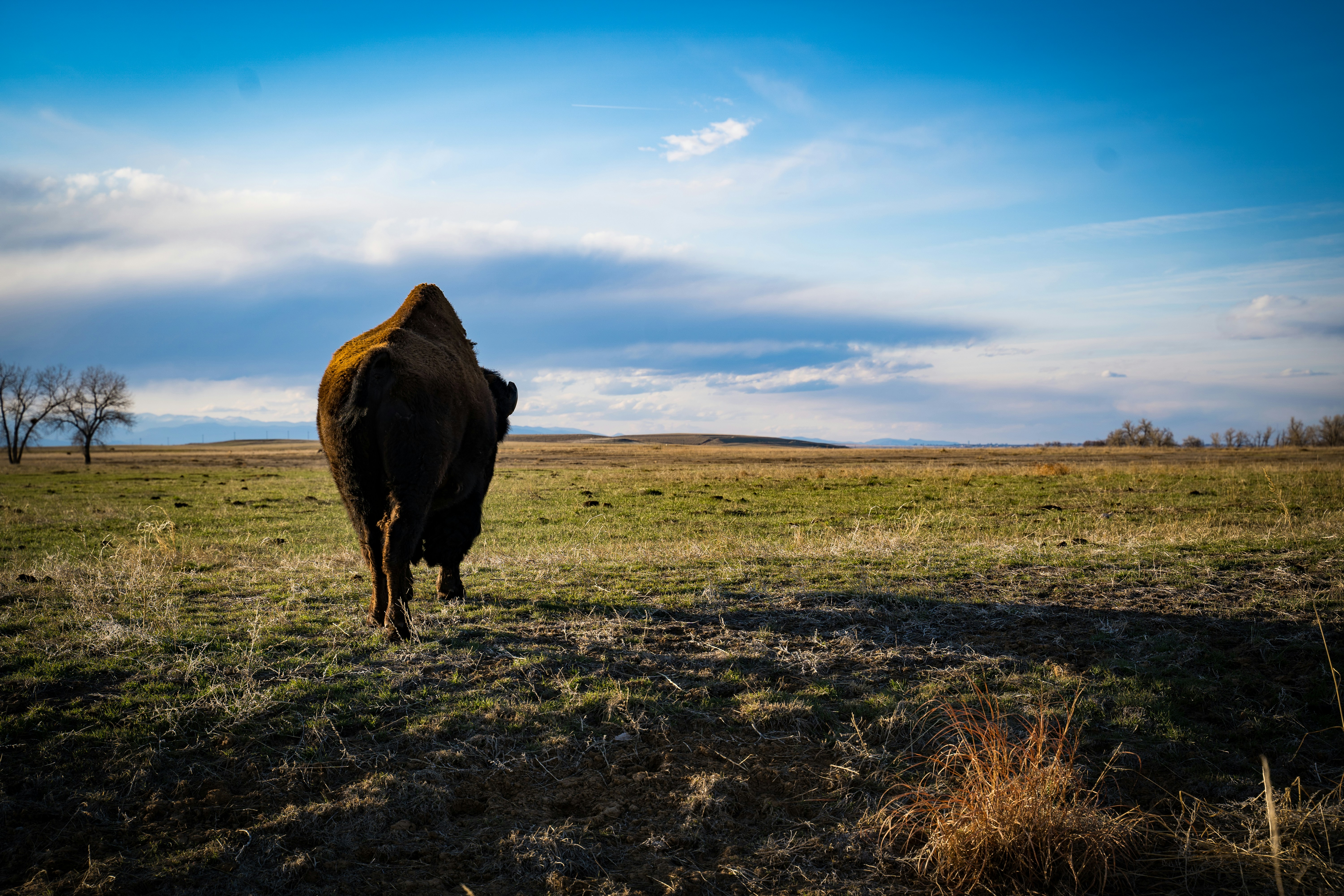 Bison roaming