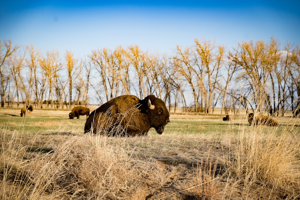 brown bison on brown grass field under blue sky during daytime