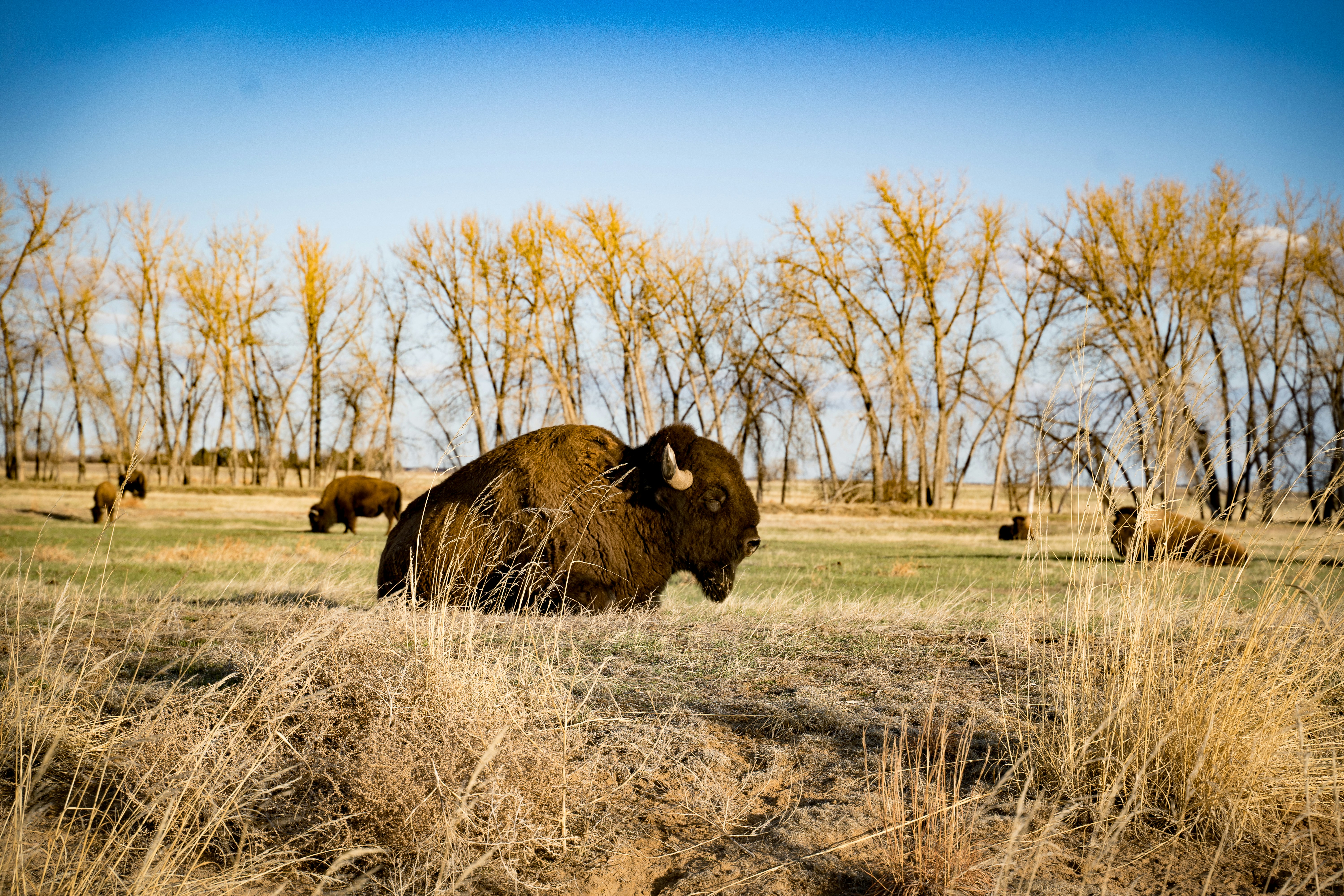 Bison heard