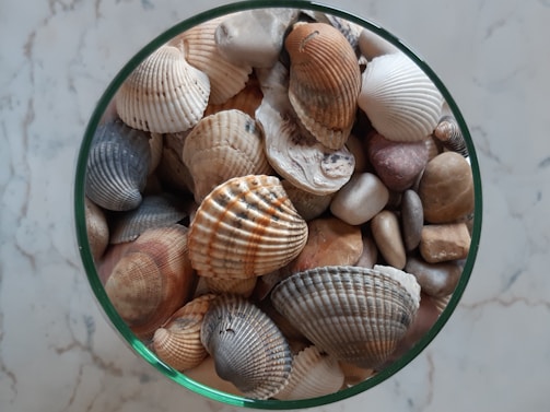 A collection of various seashells and stones arranged within a glass container. The shells display a range of textures and patterns, with colors ranging from white and muted blues to warm browns and grays. The smooth stones vary in size and color, adding contrast to the rough surfaces of the shells.