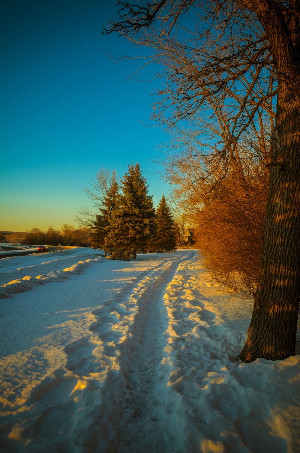 braune Bäume tagsüber auf schneebedecktem Boden unter blauem Himmel