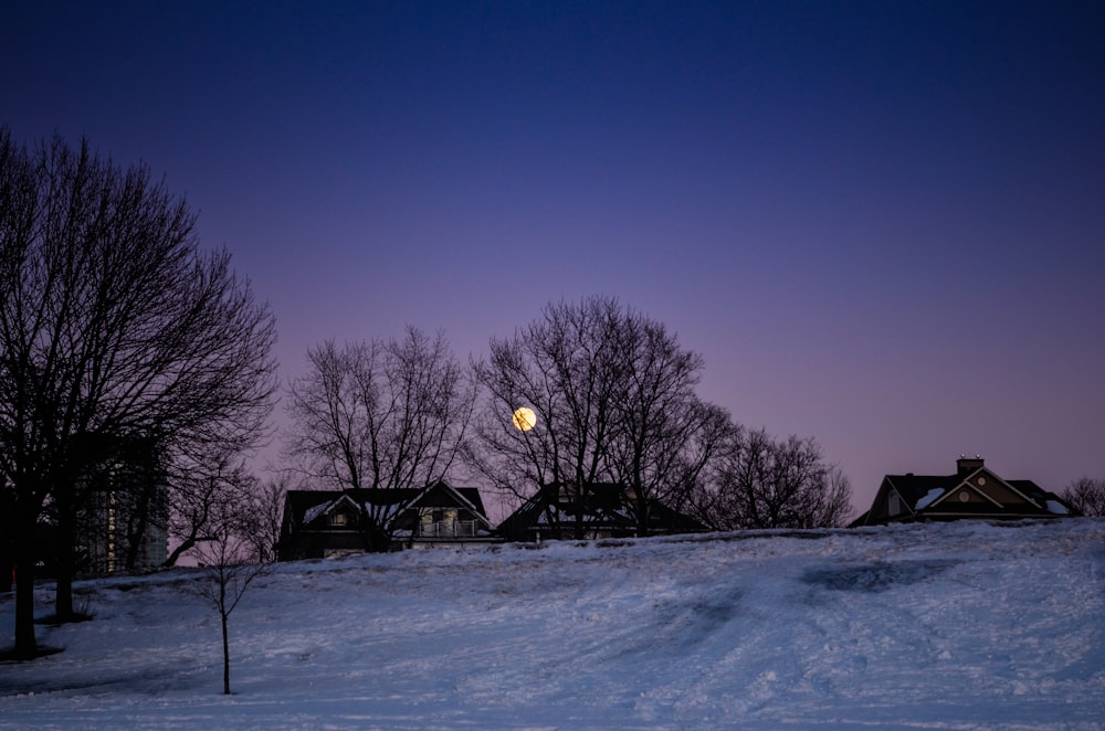 bare trees on snow covered ground during night time