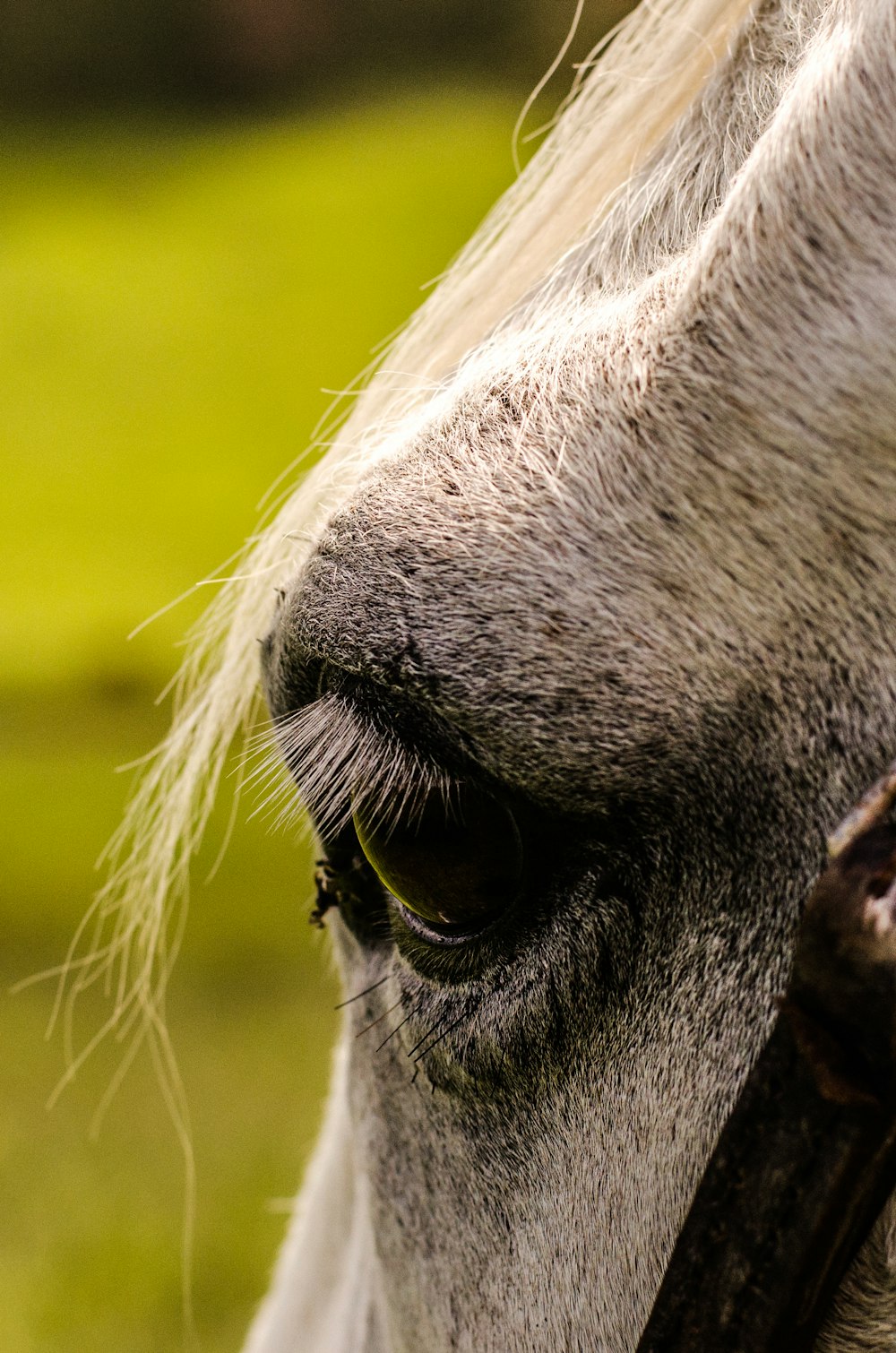 close up photo of white horse head