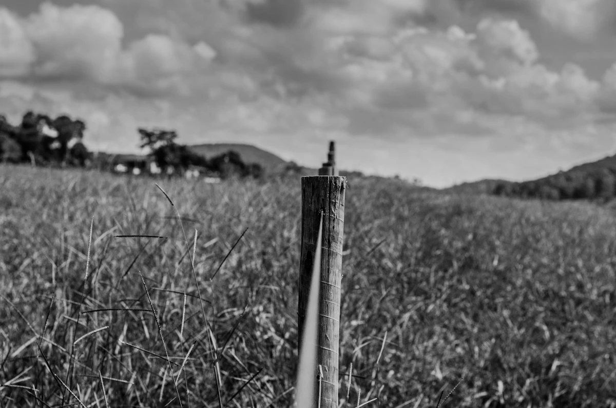 Tiang kayu di hamparan rumput, foto hitam putih