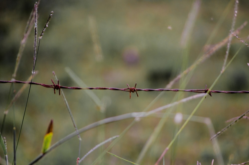 brown and black spider on brown plant stem