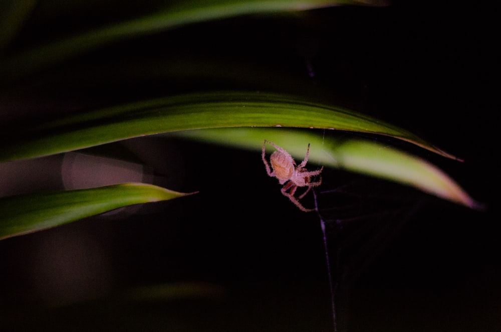 brown and black spider on green leaf