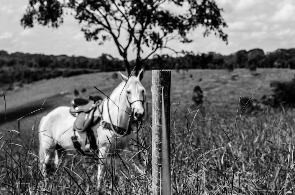 grayscale photo of 2 horses running on grass field