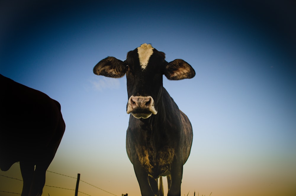 black and white cow statue under blue sky during daytime