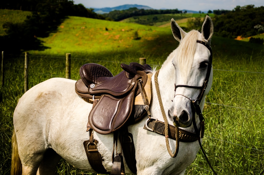 cavalo branco no campo verde da grama durante o dia