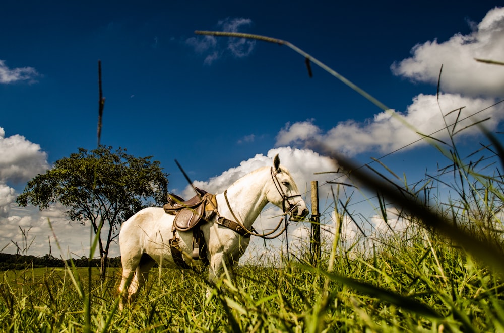 white horse on green grass field during daytime