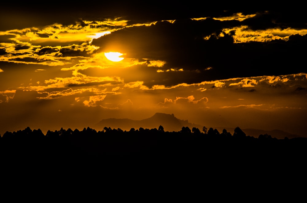 silhouette of trees during sunset