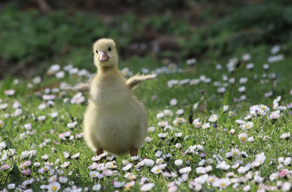 yellow chick on green grass during daytime