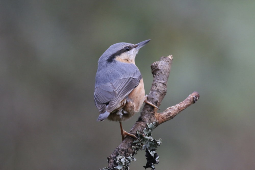 Uccello marrone e grigio sul ramo marrone dell'albero