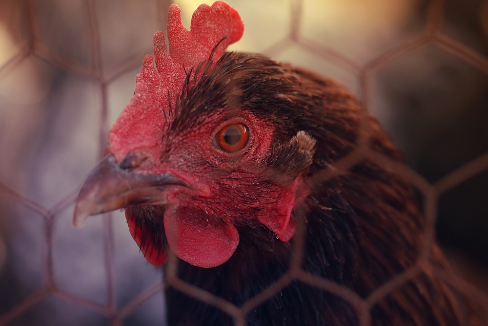 brown rooster in cage during daytime