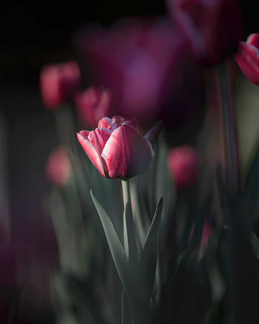 pink tulip in bloom close up photo