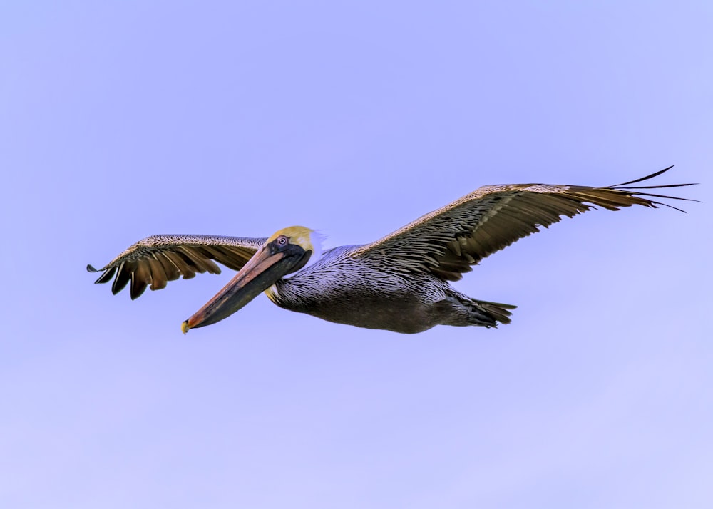 pelicano cinza voando durante o dia