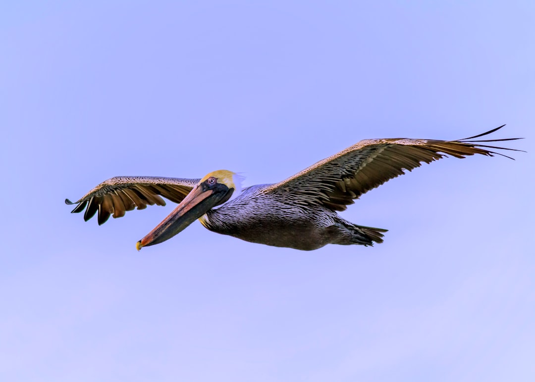 gray pelican flying during daytime