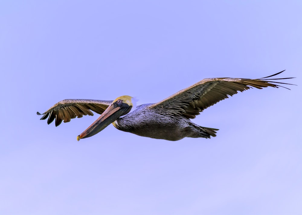 Pelícano gris volando durante el día