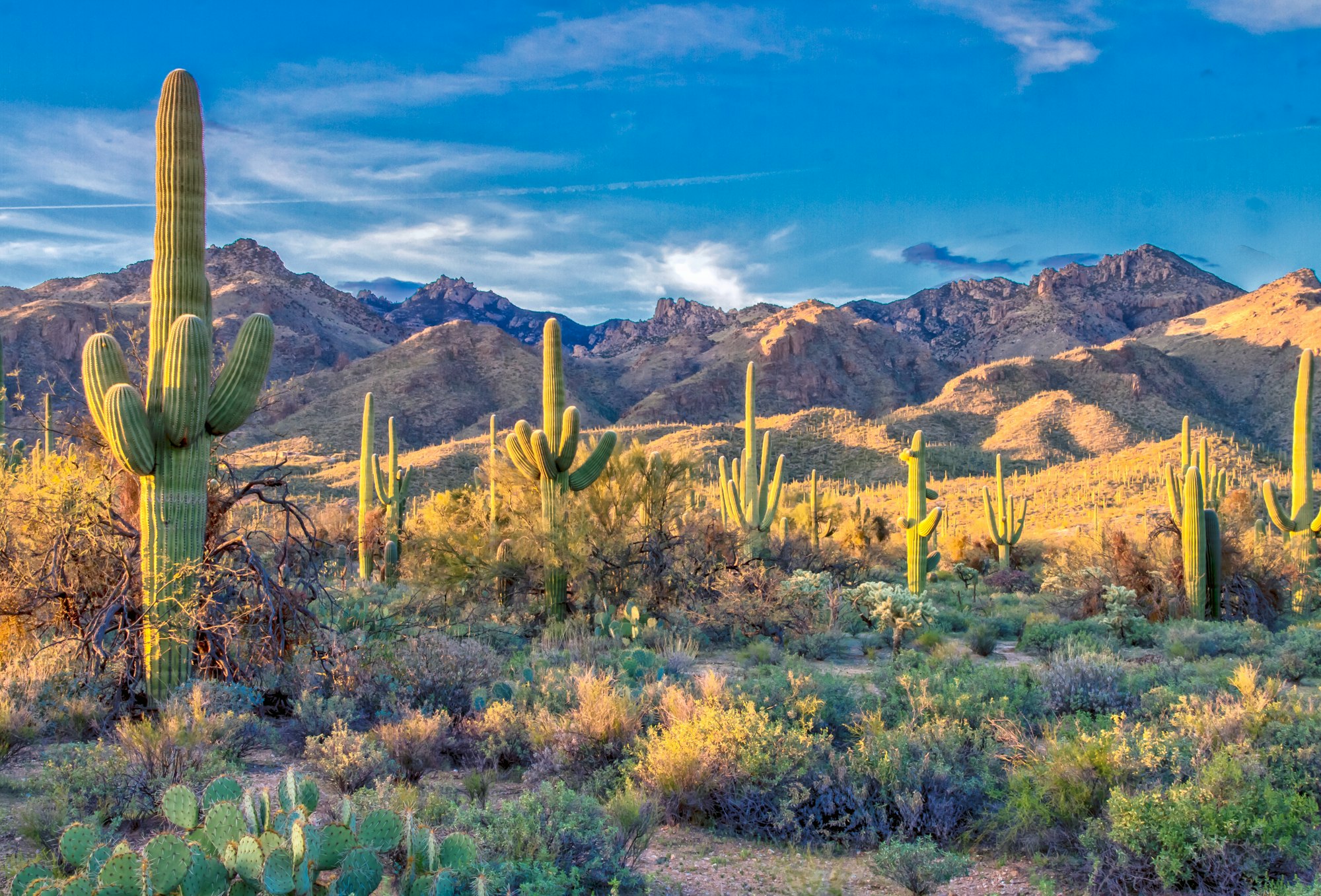 Sunlight cuts through the desert at sundown.