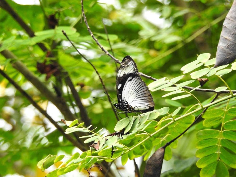black and white butterfly perched on green leaf during daytime