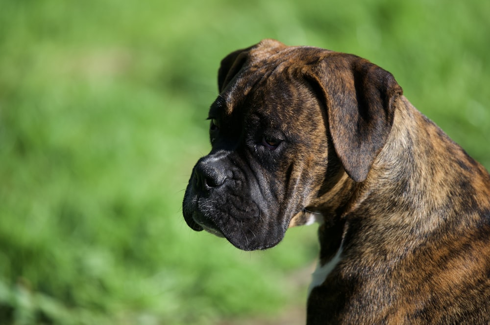 brown and black short coated dog