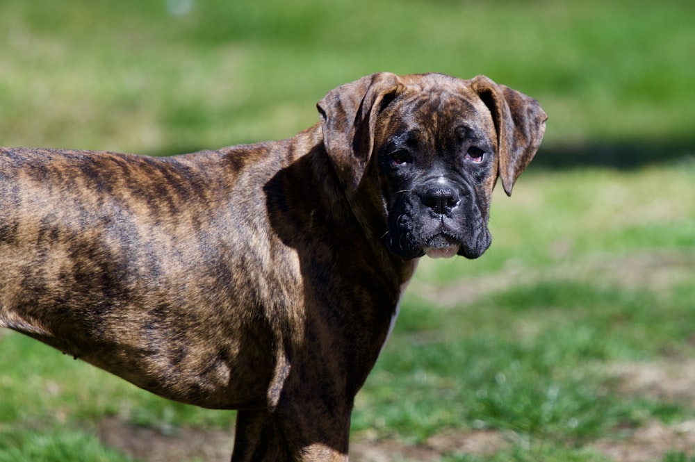 brown and black short coated dog on green grass field during daytime