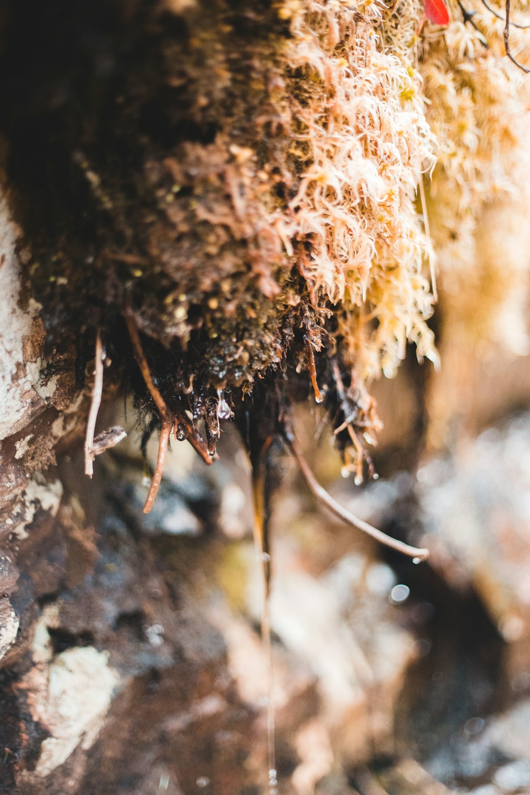 brown dried leaves on brown tree trunk