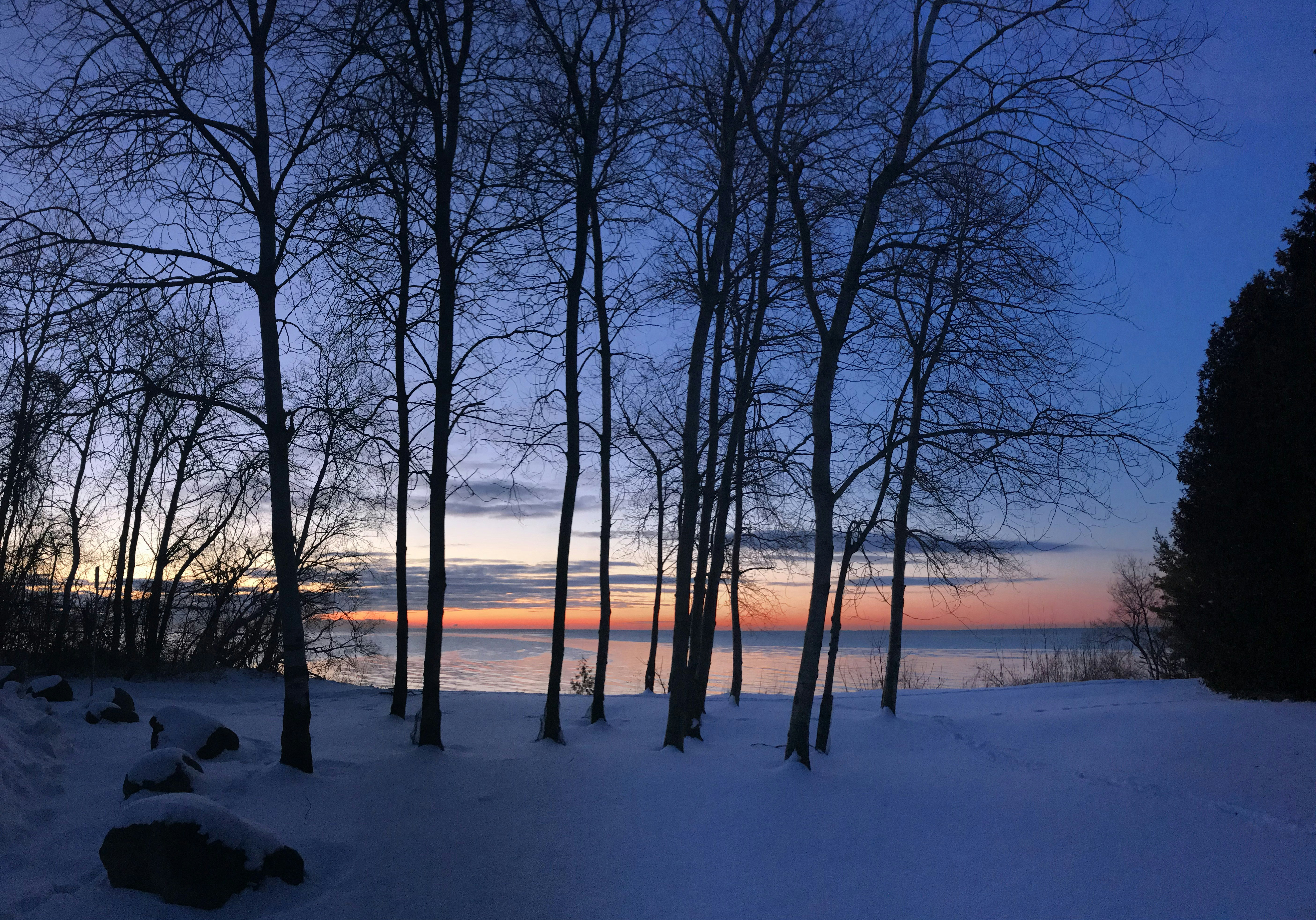 bare trees on snow covered ground during sunset, 