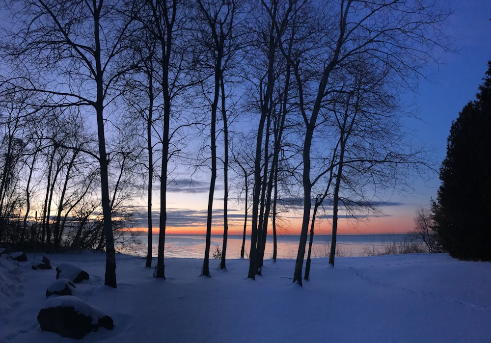 bare trees on snow covered ground during sunset