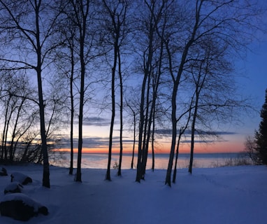 bare trees on snow covered ground during sunset