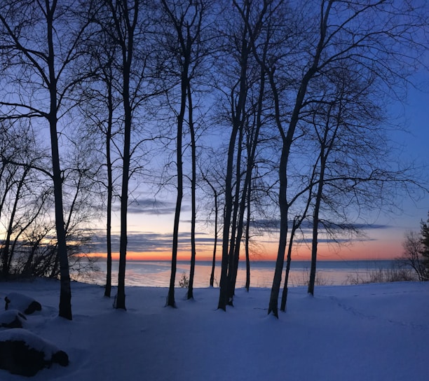 bare trees on snow covered ground during sunset