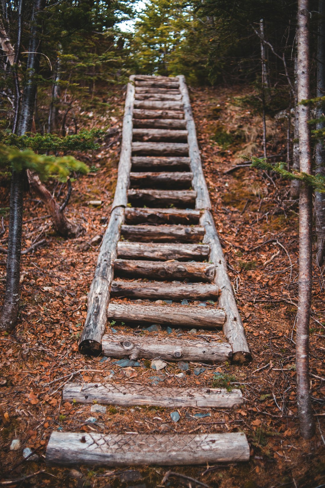 brown wooden stairs in forest during daytime