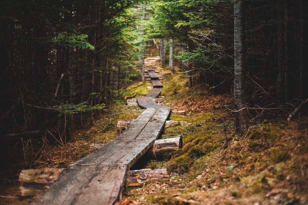 brown wooden bench on forest during daytime