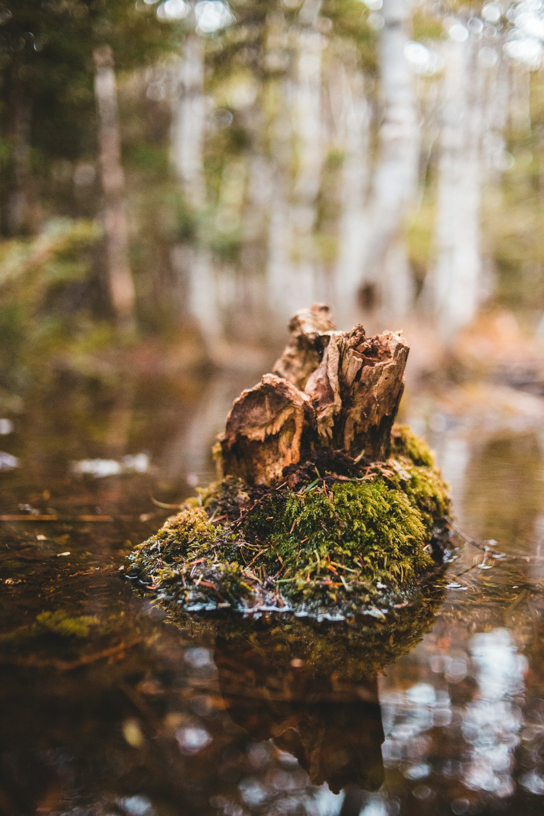 brown tree trunk on water