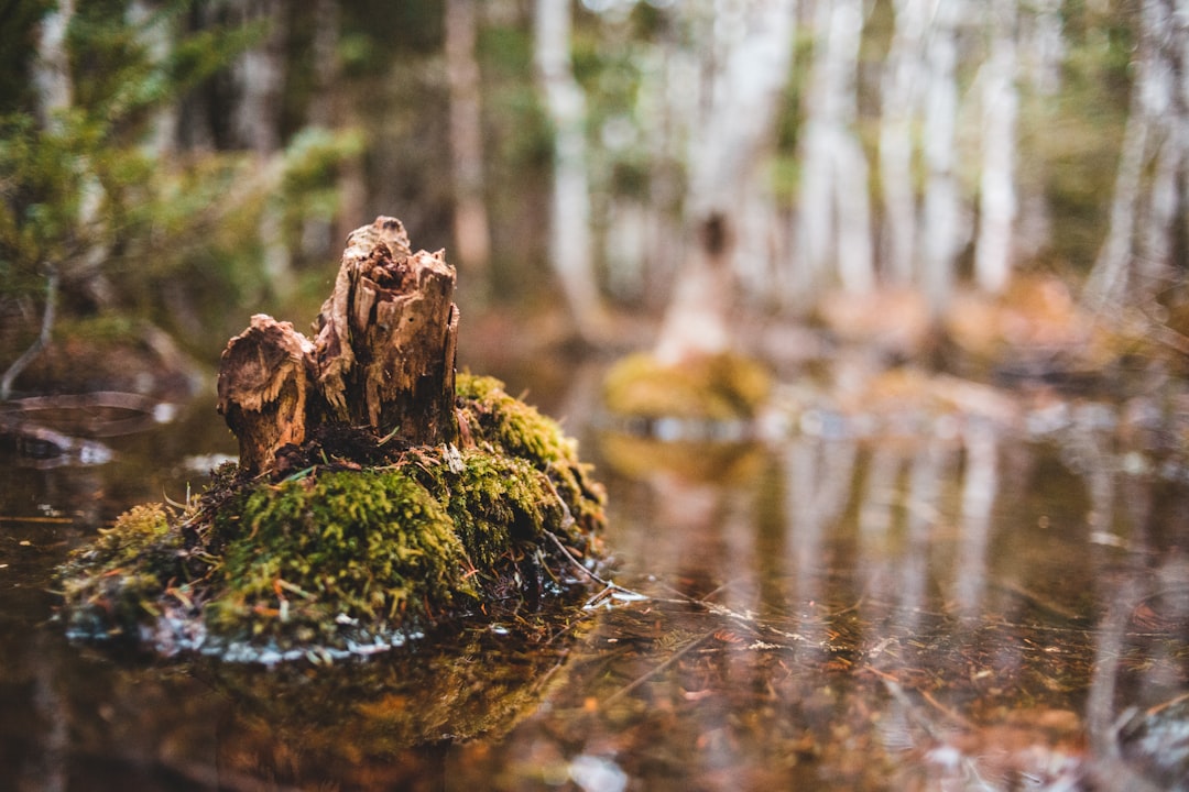 brown tree trunk on water