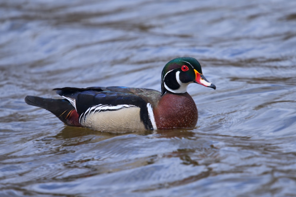 mallard duck on water during daytime