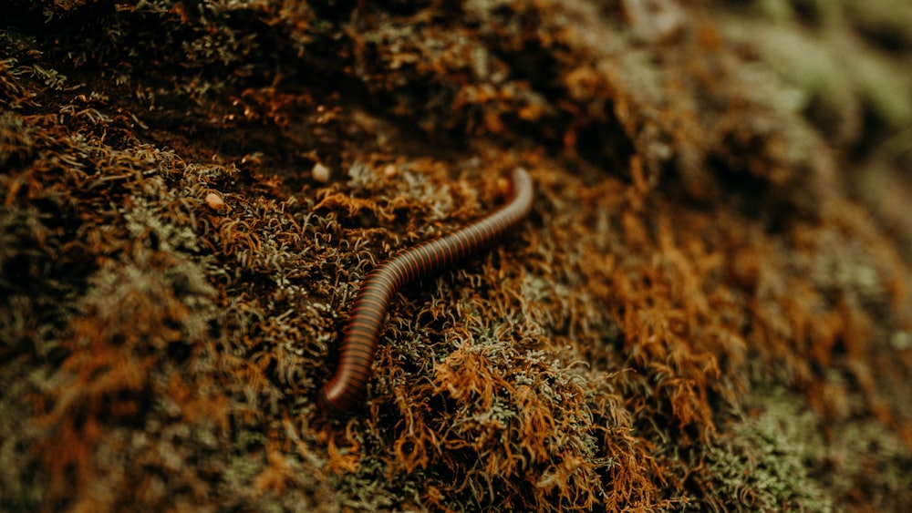 brown and black caterpillar on brown ground