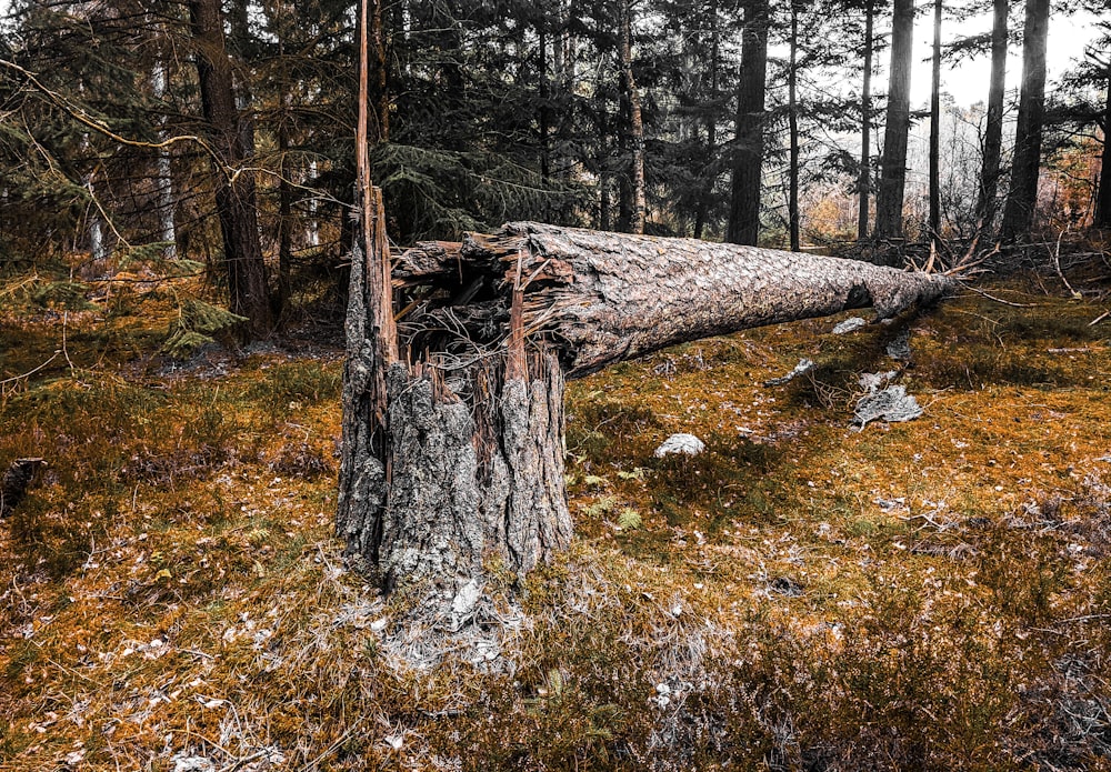 brown tree trunk on green grass field during daytime