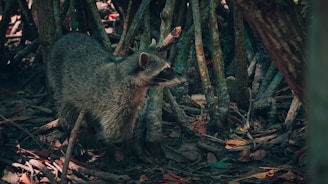 A raccoon stands among mangrove roots, partially camouflaged by the intertwining branches and leaves. The surrounding environment is dense with a mixture of brown and green hues, providing a natural habitat for the animal.
