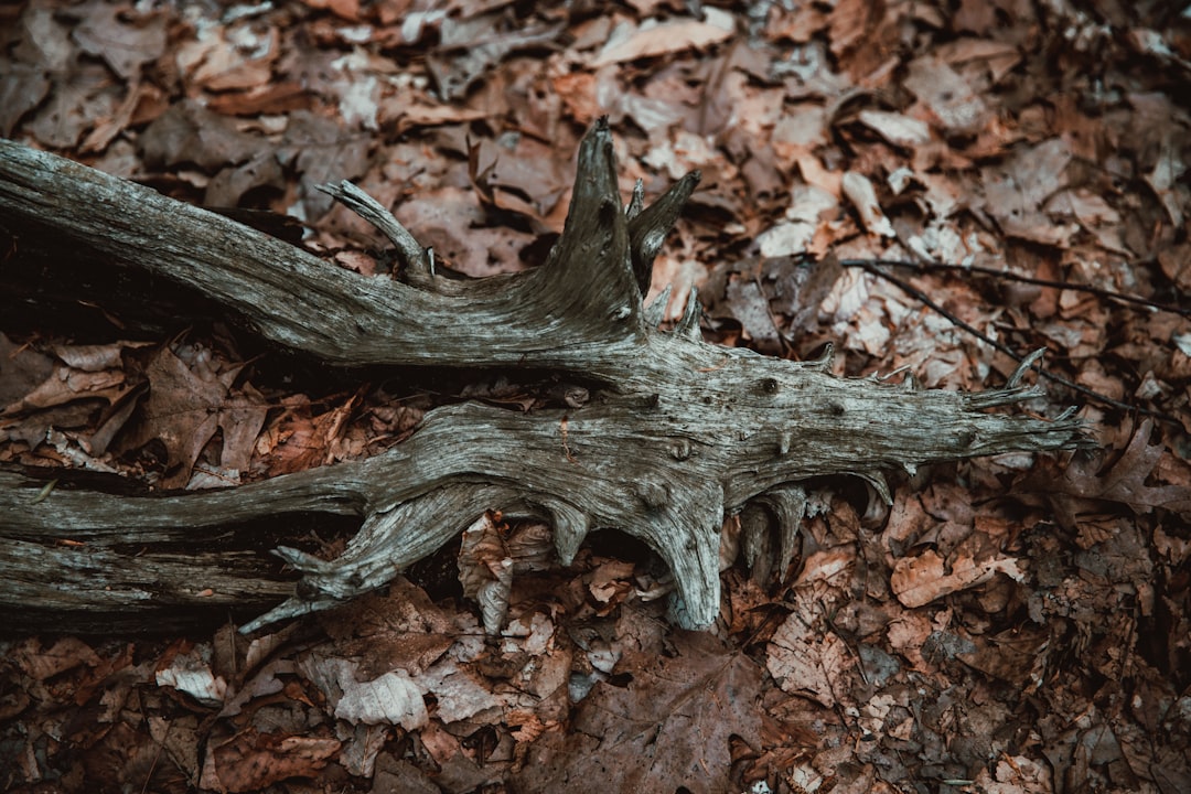 gray tree trunk on brown leaves