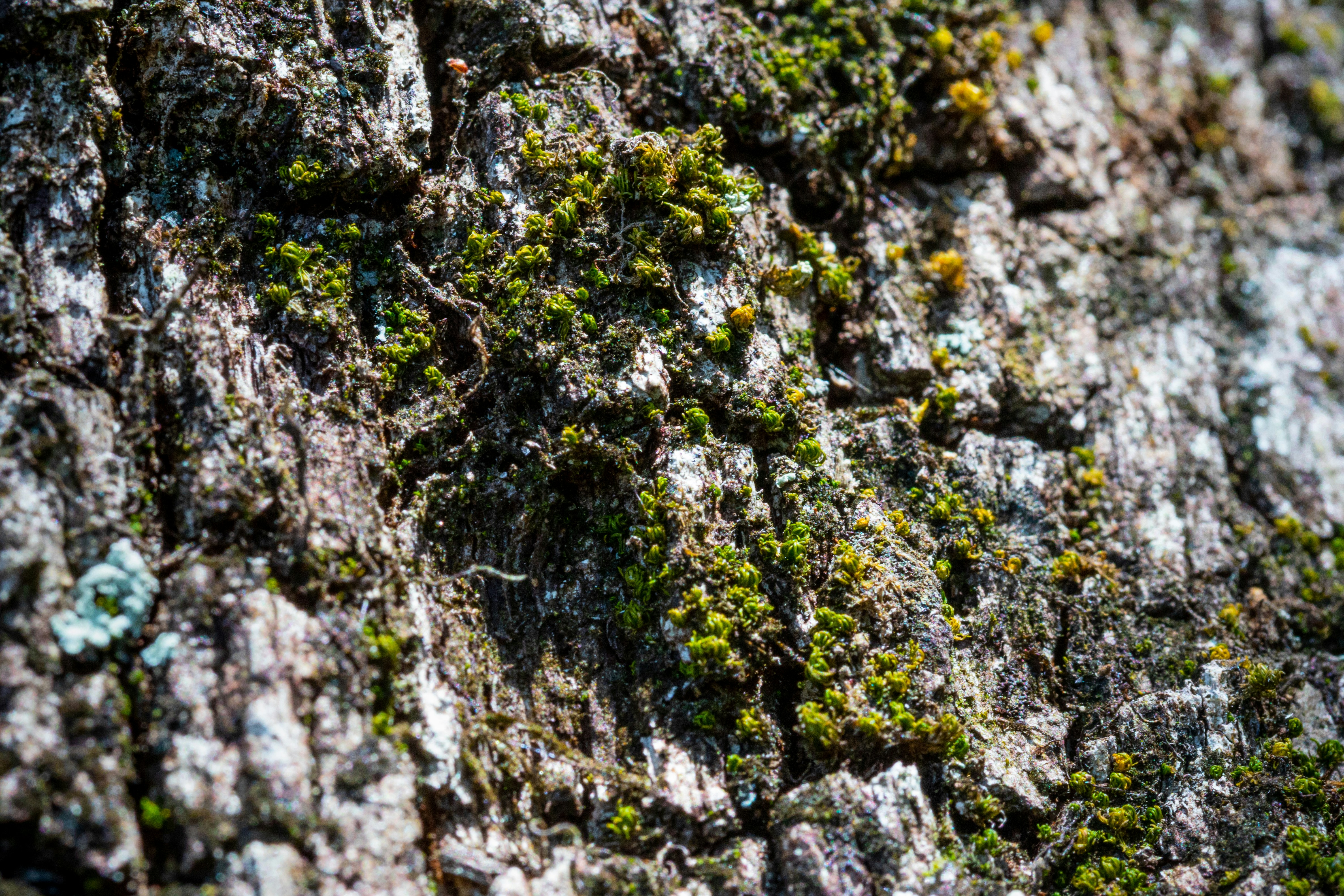 Rough textured tree bark is reminiscent of a cliffside.